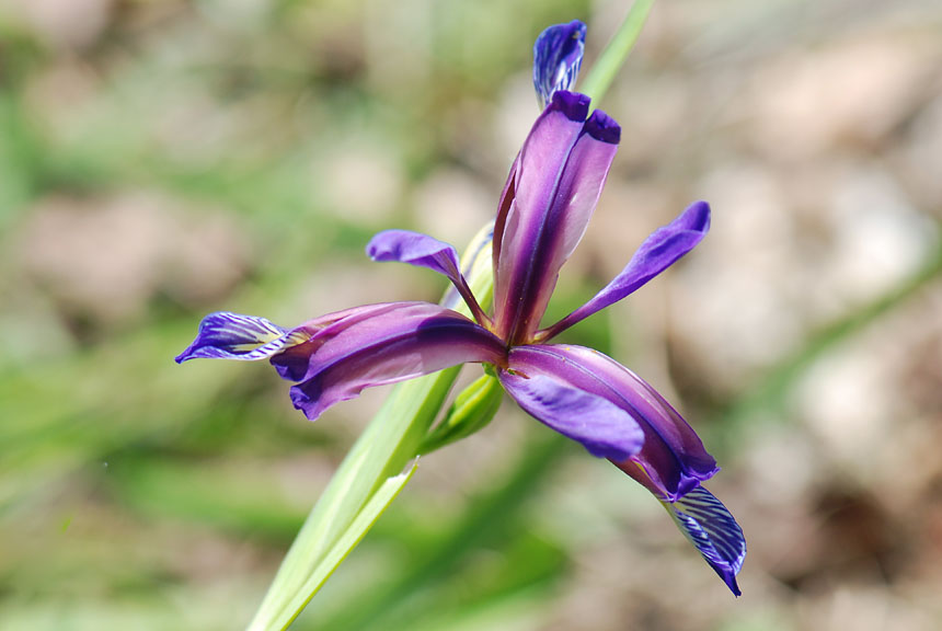 Iris graminea